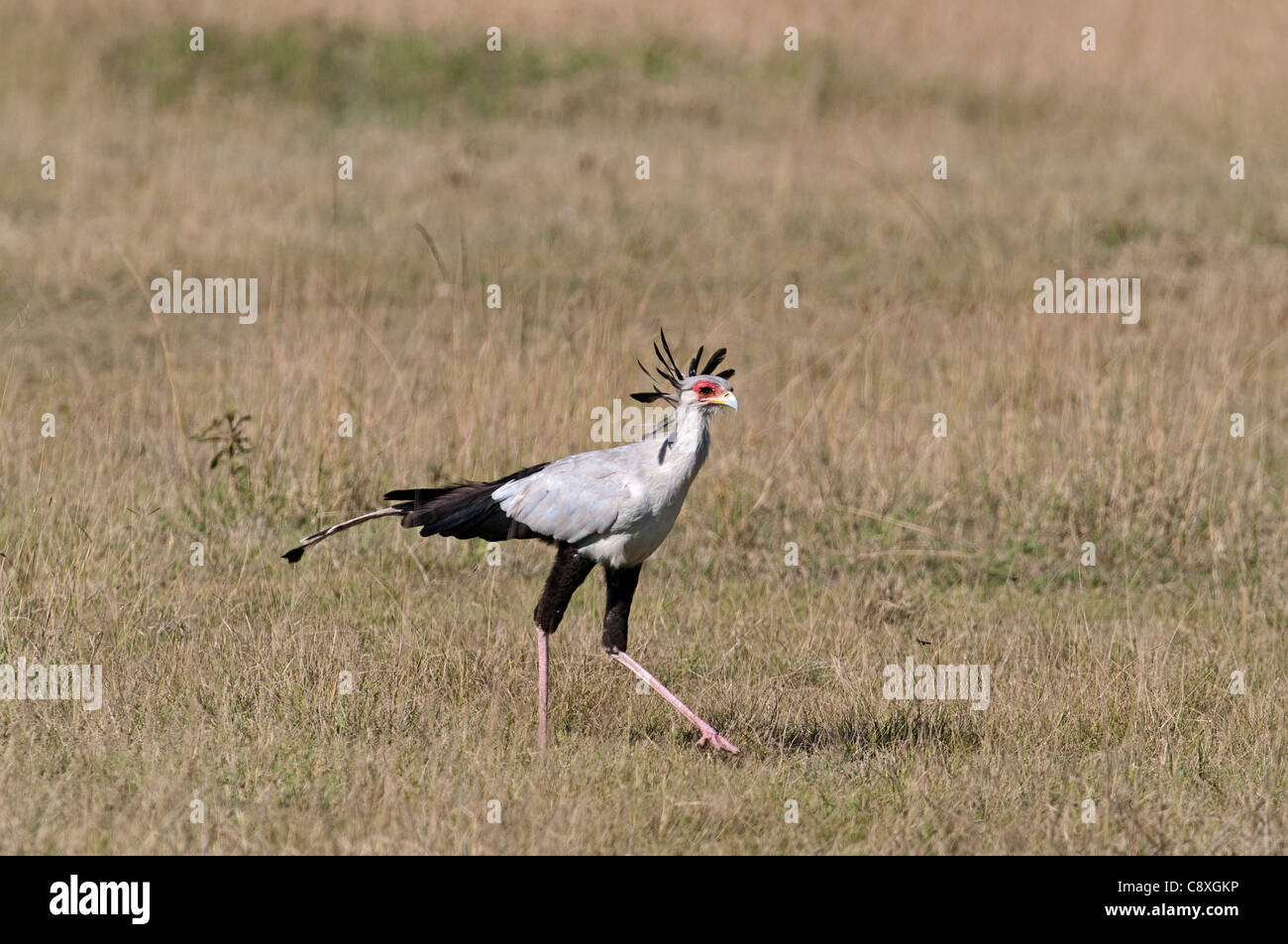 Sagittaire oiseau secrétaire serpentarius Lac Nakuru Kenya chasse Banque D'Images