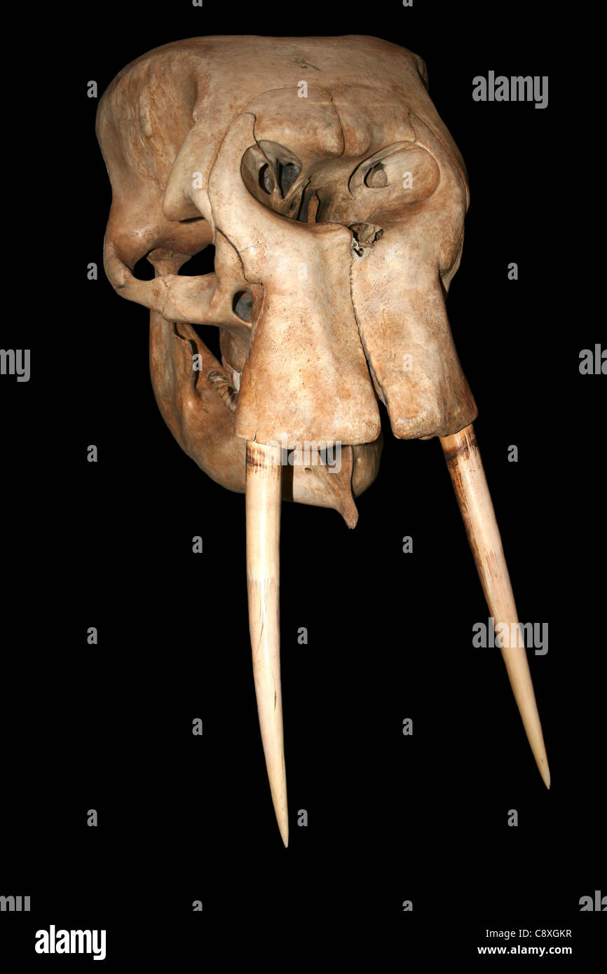 Crâne de l’éléphant Banque D'Images