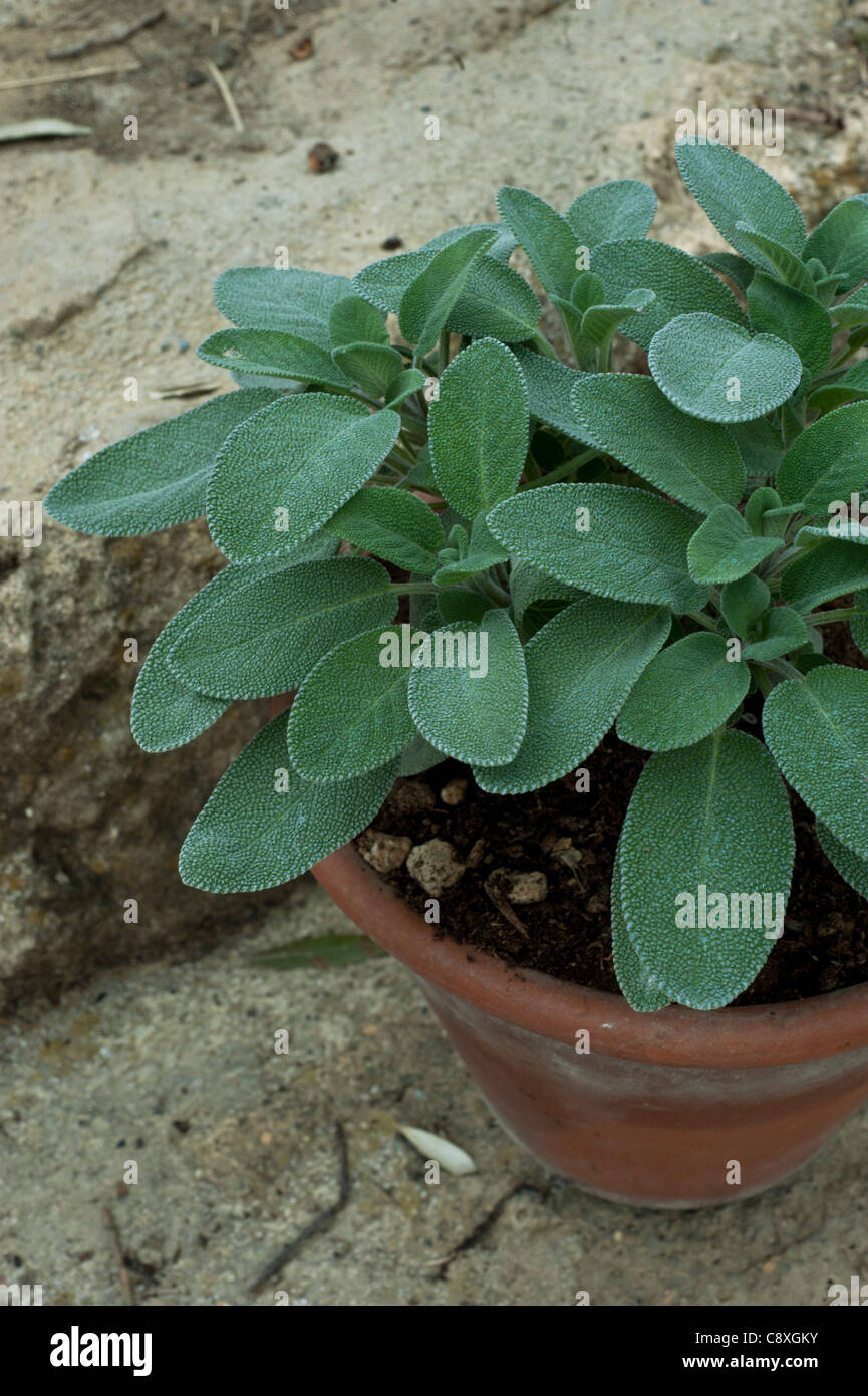 Plant de Salvia Banque D'Images