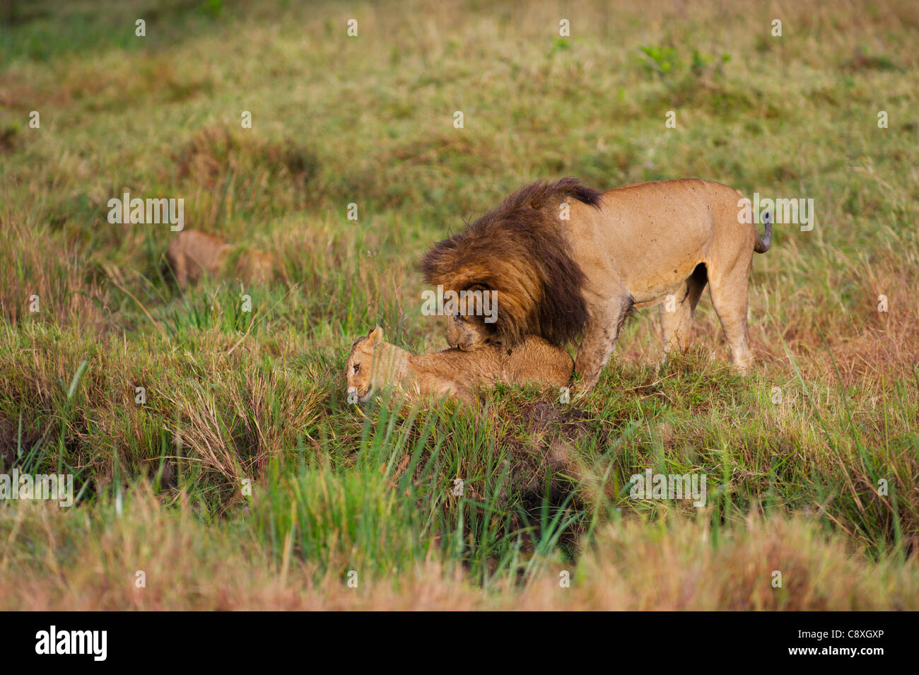 Lion Panthera leo homme jouant avec des petits Marsh pride le Masai Mara au Kenya Banque D'Images