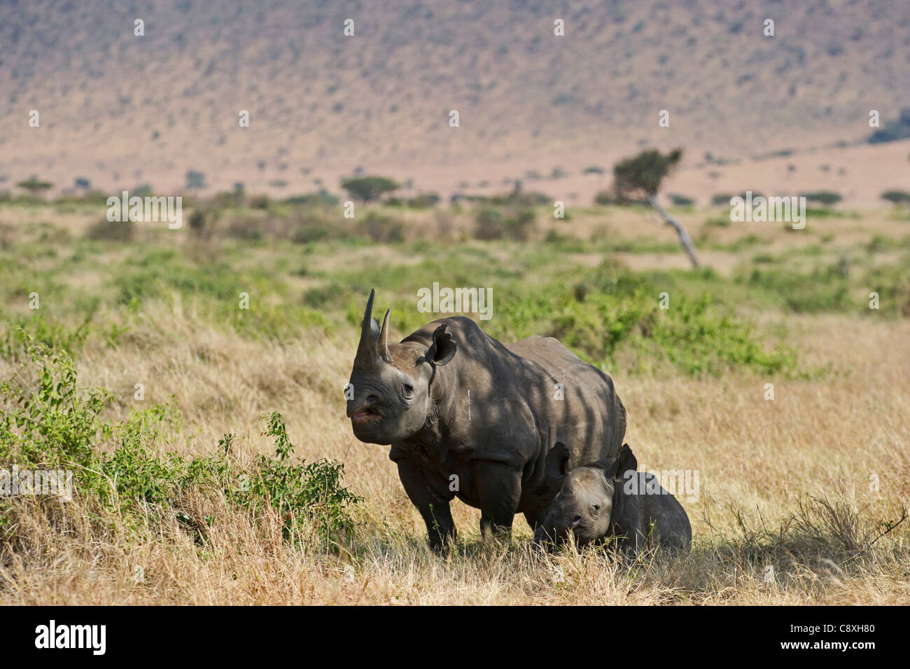 Le rhinocéros noir Diceros bicornis mère et son petit le Masai Mara au Kenya Banque D'Images