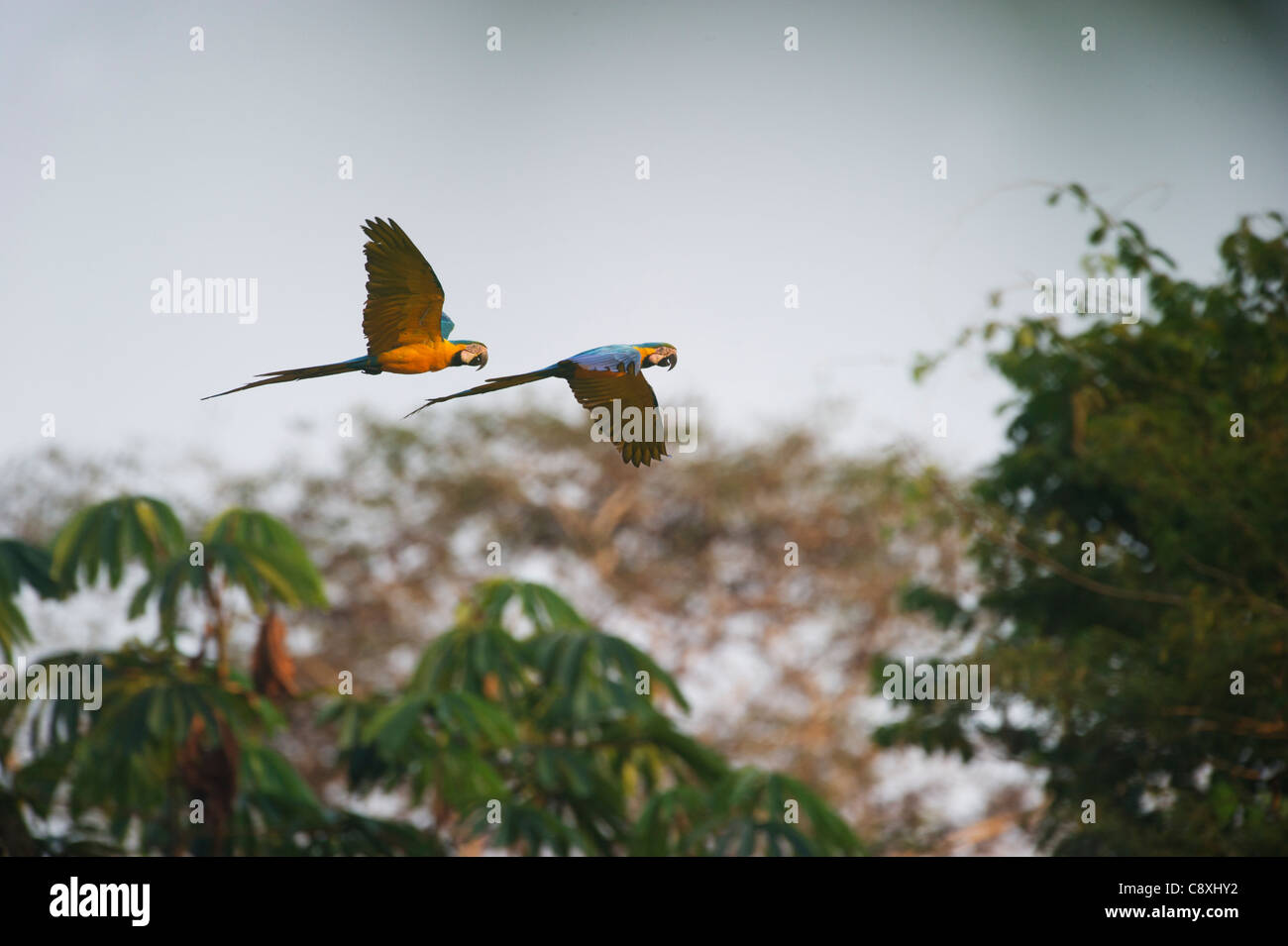 Ara bleu et jaune Ara ararauna Amazon Pérou Tambopata Banque D'Images