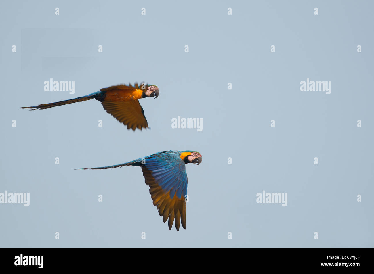 Ara bleu et jaune Ara ararauna Amazon Pérou Tambopata Banque D'Images