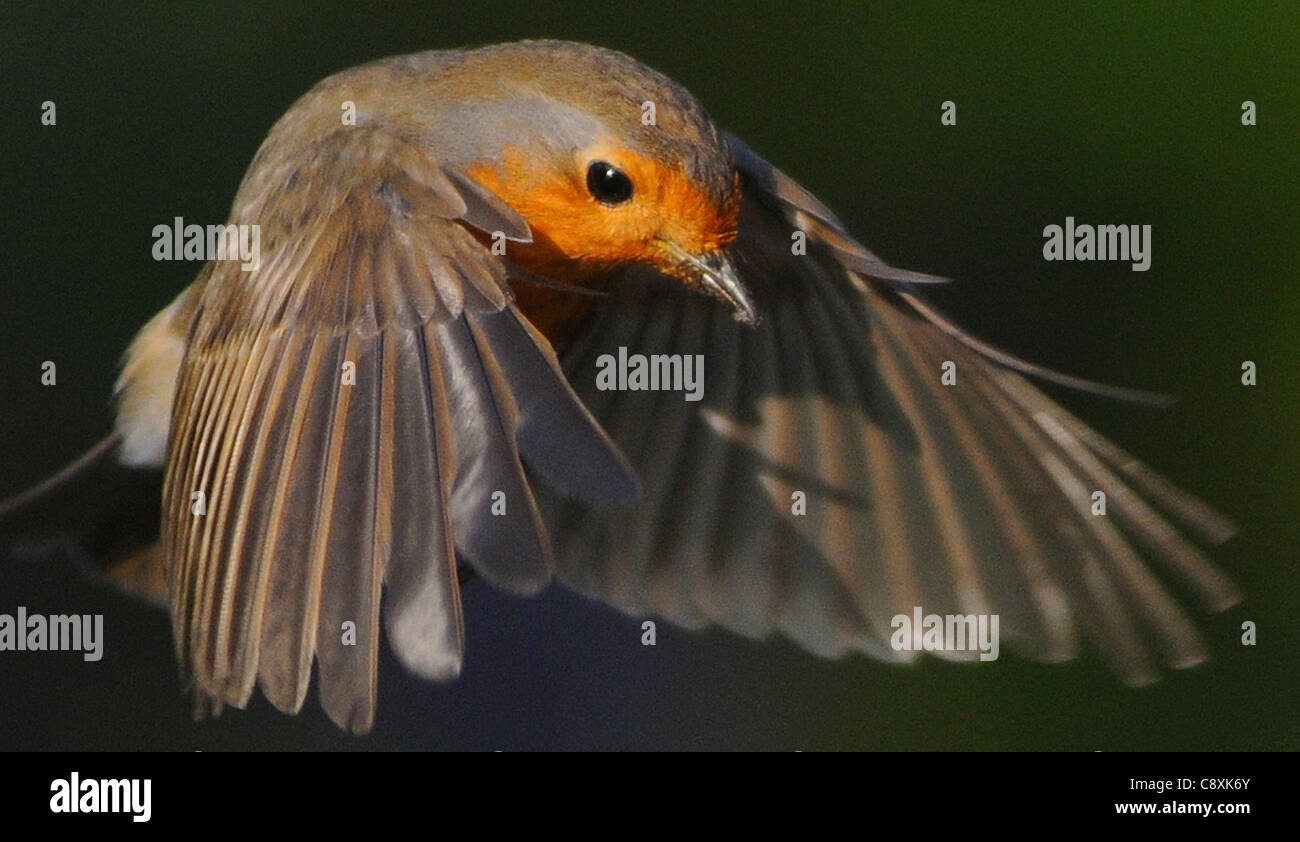 Un ROBIN VA À pour se nourrir de vers de farine À PARTIR D'UNE MAIN, LES PHOTOGRAPHES À PORTCHESTER HANTS. Banque D'Images Un ROBIN VA À pour se nourrir de vers de farine À PARTIR D'UNE MAIN, LES PHOTOGRAPHES À PORTCHESTER HANTS. Banque D'Images