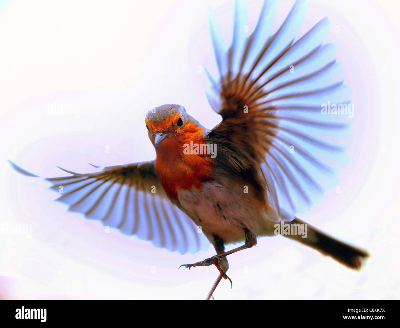 Un ROBIN VA À pour se nourrir de vers de farine À PARTIR D'UNE MAIN, LES PHOTOGRAPHES À PORTCHESTER HANTS. Banque D'Images Un ROBIN VA À pour se nourrir de vers de farine À PARTIR D'UNE MAIN, LES PHOTOGRAPHES À PORTCHESTER HANTS. Banque D'Images