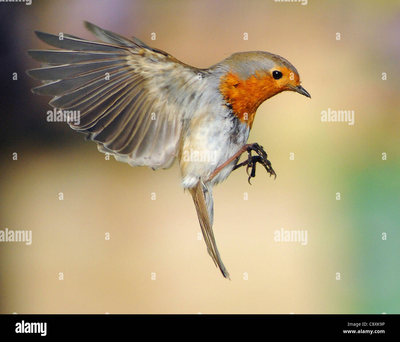 Un ROBIN VA À pour se nourrir de vers de farine À PARTIR D'UNE MAIN, LES PHOTOGRAPHES À PORTCHESTER HANTS. Banque D'Images Un ROBIN VA À pour se nourrir de vers de farine À PARTIR D'UNE MAIN, LES PHOTOGRAPHES À PORTCHESTER HANTS. Banque D'Images