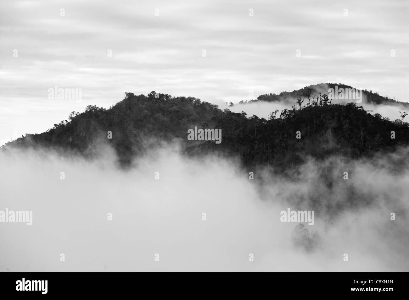Forêt de montagne tropicales dans l'ouest des Highlands près de Paiya Papouasie Nouvelle Guinée Banque D'Images