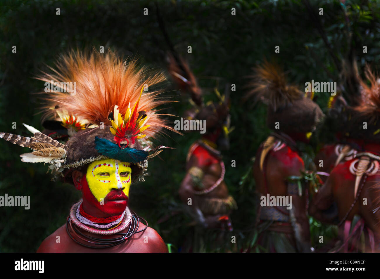 Huli Wigman ornée en tête d'oiseau de paradis dress Tari Highlands Papouasie Nouvelle Guinée Banque D'Images