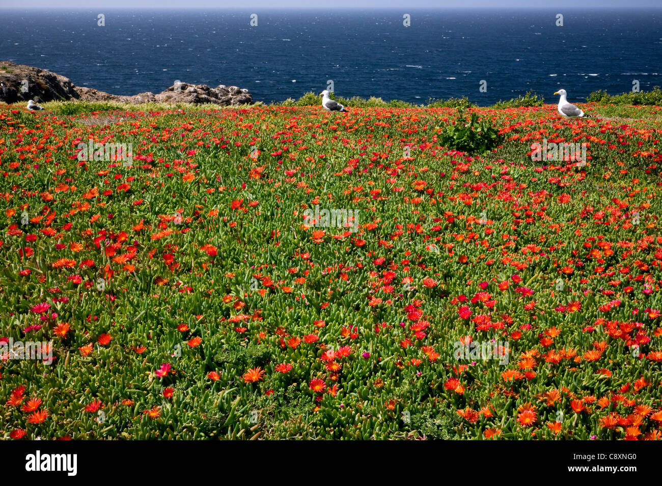 Californie - goélands de l'ouest entre l'usine de glace sur l'île East Anacapa dans Channel Islands National Park. Banque D'Images