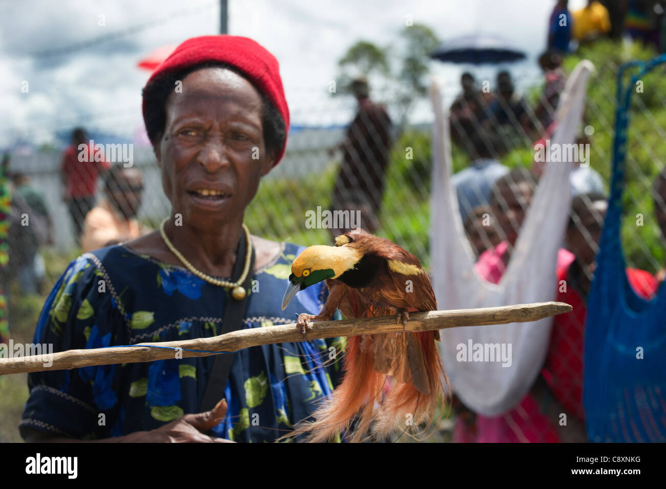 Dame en marché avec homme Raggiana oiseau du paradis à vendre Mt Hagen Papouasie Nouvelle Guinée Banque D'Images