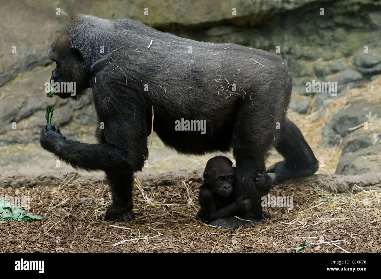 Un gorille marche avec son bébé, serrant sa jambe Banque D'Images