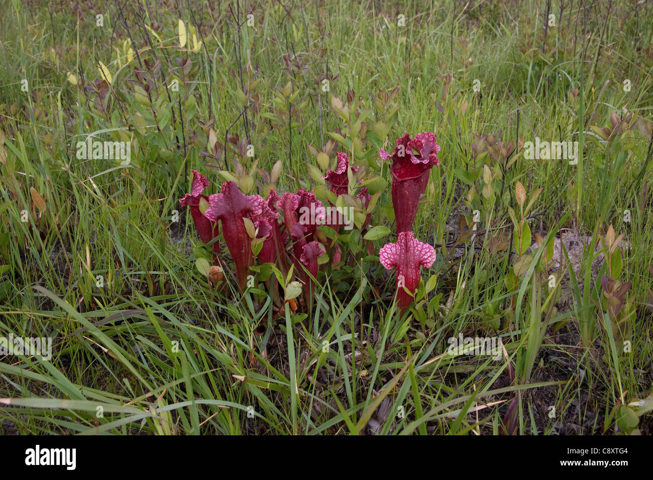 Plante carnivore sarracénie Sarracenia x Mitchelliana (S. leucophylla x S. rosea ), un hybride naturel, New York USA Banque D'Images