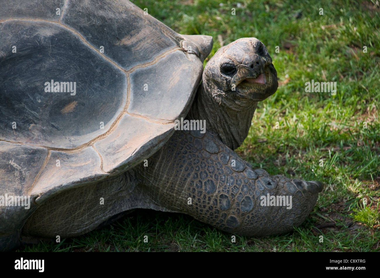 Une tortue dans un zoo aux Pays-Bas Banque D'Images