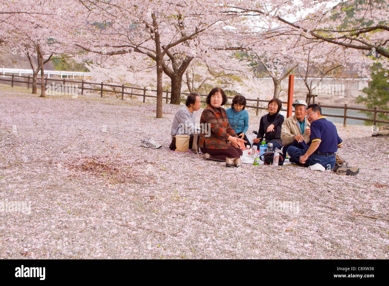 Une famille jouissant d'un pique-nique sous les cerisiers en fleurs au Japon. Banque D'Images