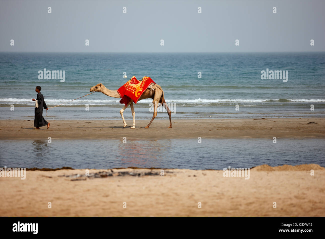 Homme avec un chameau sur une plage, Gurugusum Beach, l'Érythrée, l'Afrique Banque D'Images