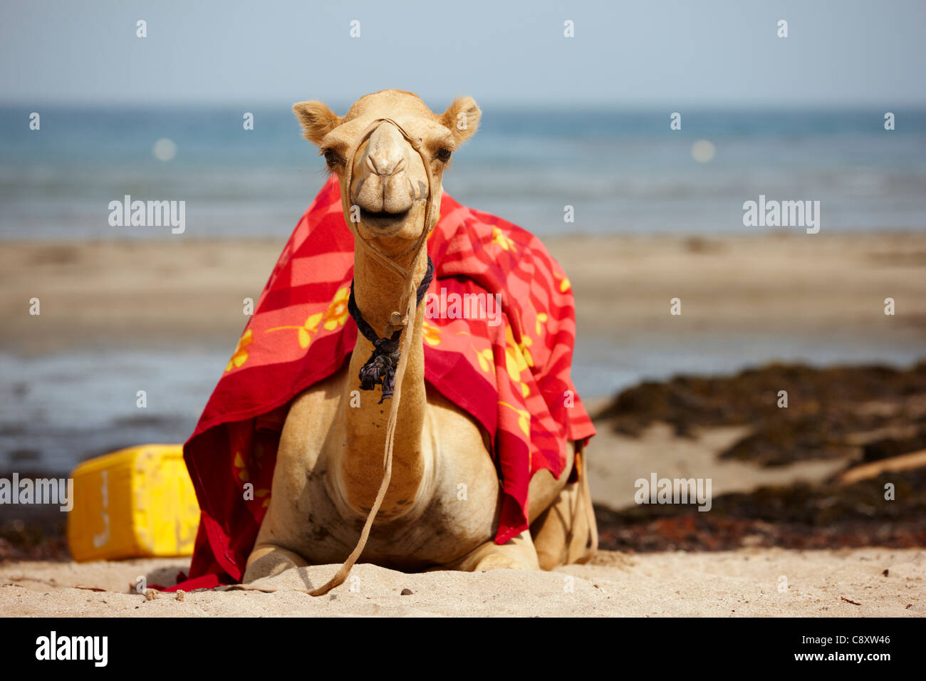Camel reposant sur une plage, Gurugusum Beach, l'Erythrée, l'Afrique Banque D'Images