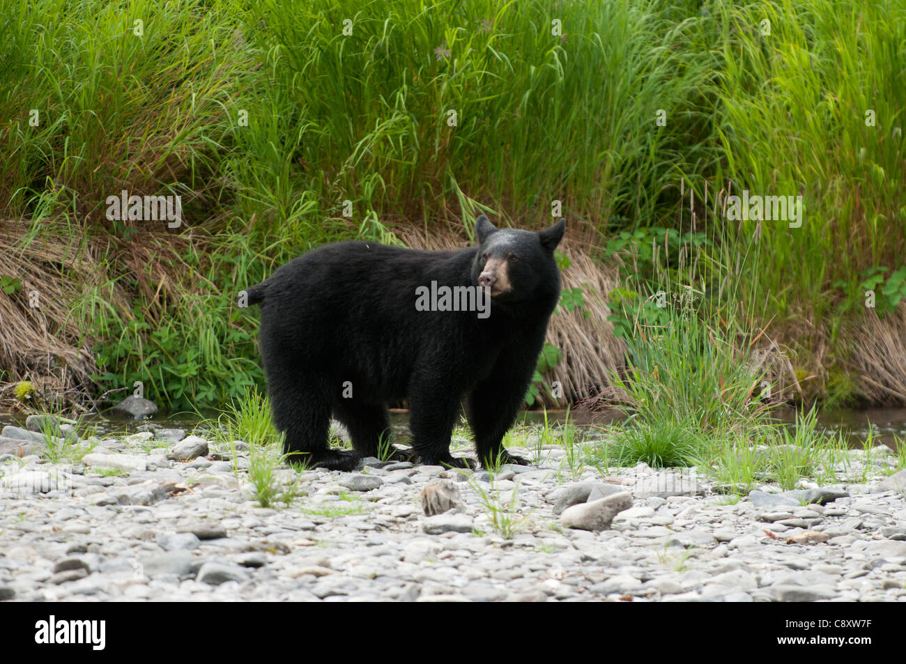 L'ours noir, Russian River, Alaska Banque D'Images