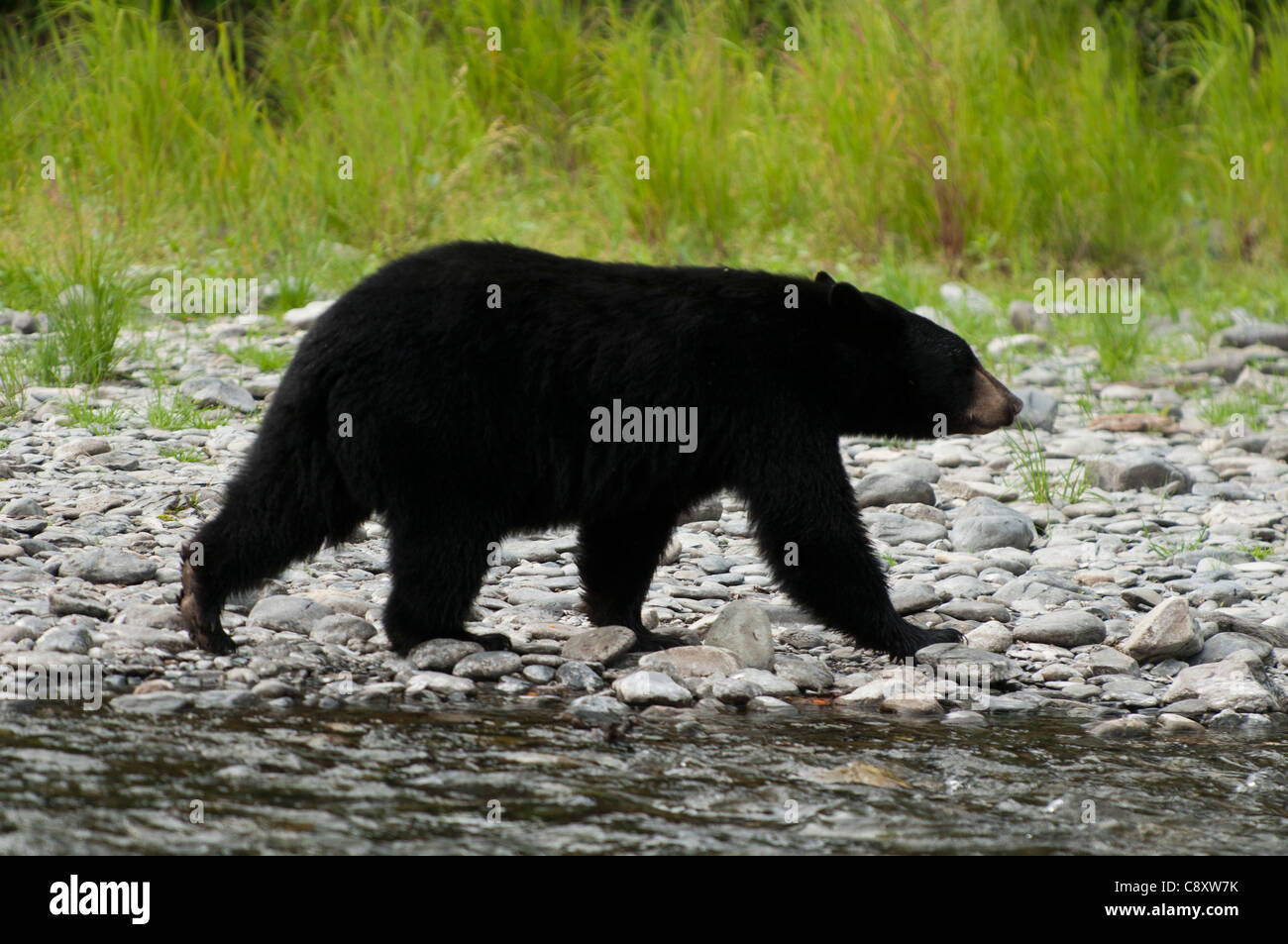 L'ours noir, Russian River, Alaska Banque D'Images