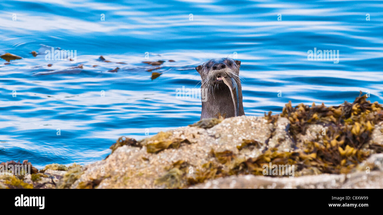 Otter terres avec du flétan dans sa bouche, Sitka, Alaska Banque D'Images