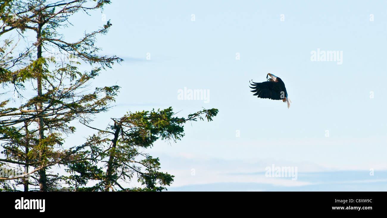 Pygargue à tête blanche, Sitka, Alaska Banque D'Images