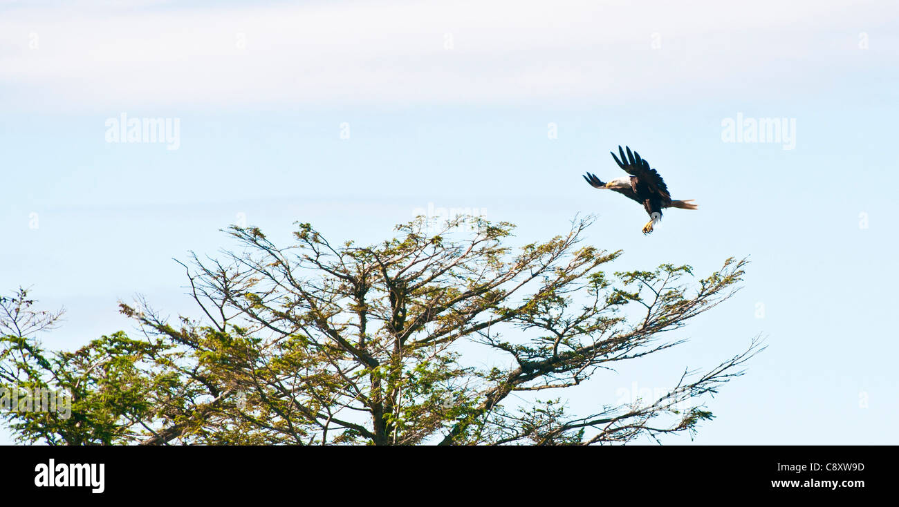 Pygargue à tête blanche, Sitka, Alaska Banque D'Images