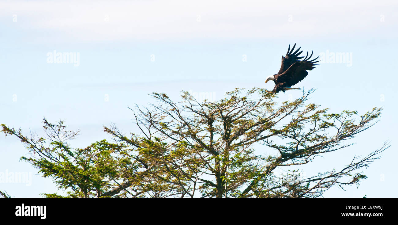 Pygargue à tête blanche, Sitka, Alaska Banque D'Images
