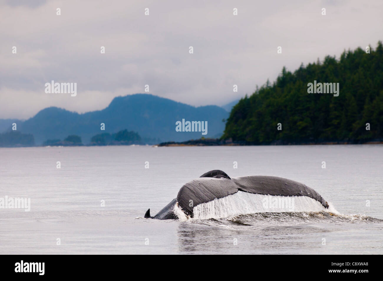 Humpback Whale fluke, Sitka, Alaska Banque D'Images
