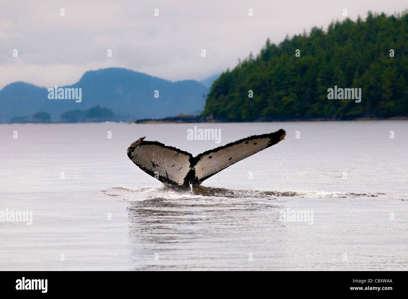 Humpback Whale fluke, Sitka, Alaska Banque D'Images