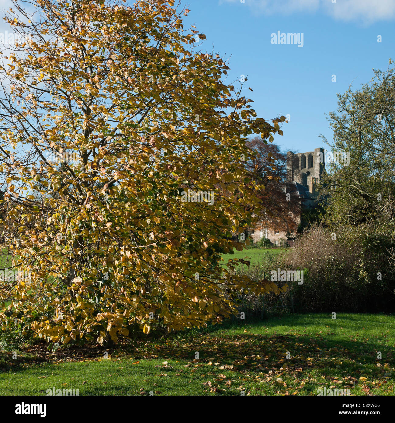 Automne en Ecosse - hêtre haie bush, et l'abbaye de Kelso. Banque D'Images