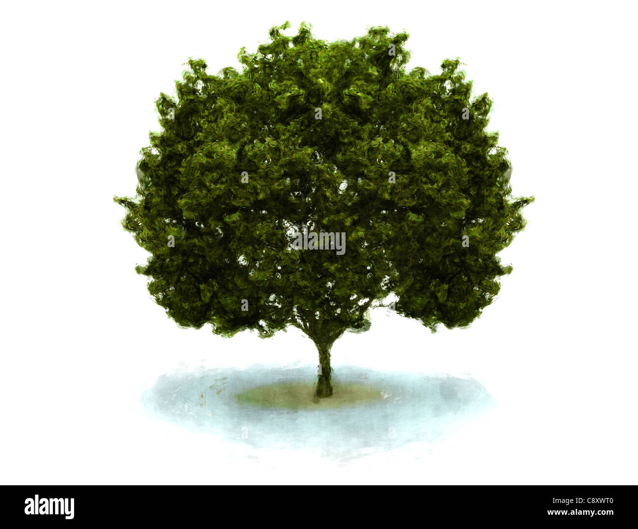 Arbre vert sur fond blanc. Banque D'Images
