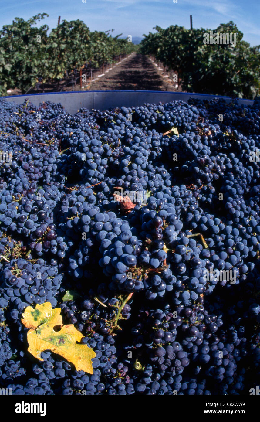 Les petits fruits (raisins Cabernet), pris au cours de la récolte à Rutherford, Napa Valley, Californie Banque D'Images