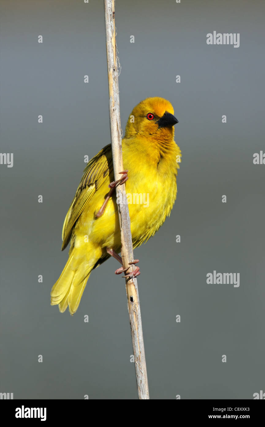 Jaune mâle weaver Ploceus subaureus (oiseau) assis sur un roseau, Afrique du Sud Banque D'Images