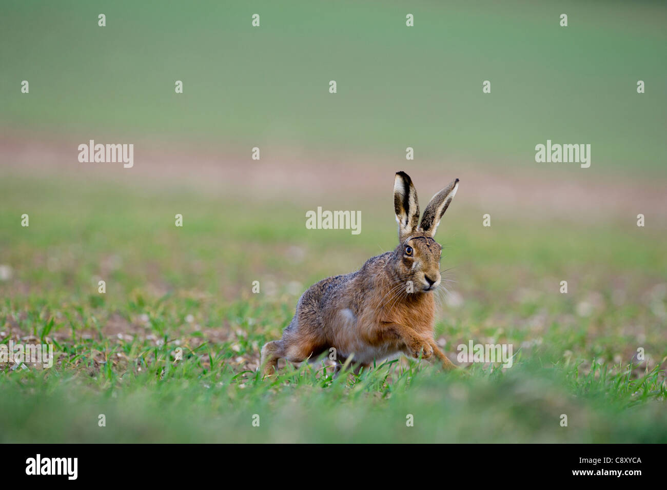 Lièvre brun Lepus europaeus printemps Norfolk Banque D'Images