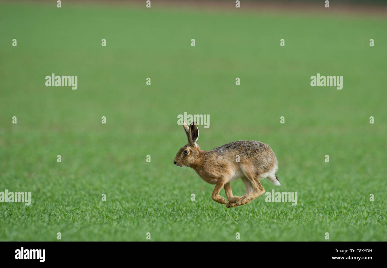 Lièvre brun Lepus europaeus sur champ de blé d'hiver Norfolk UK la fin de l'hiver Banque D'Images