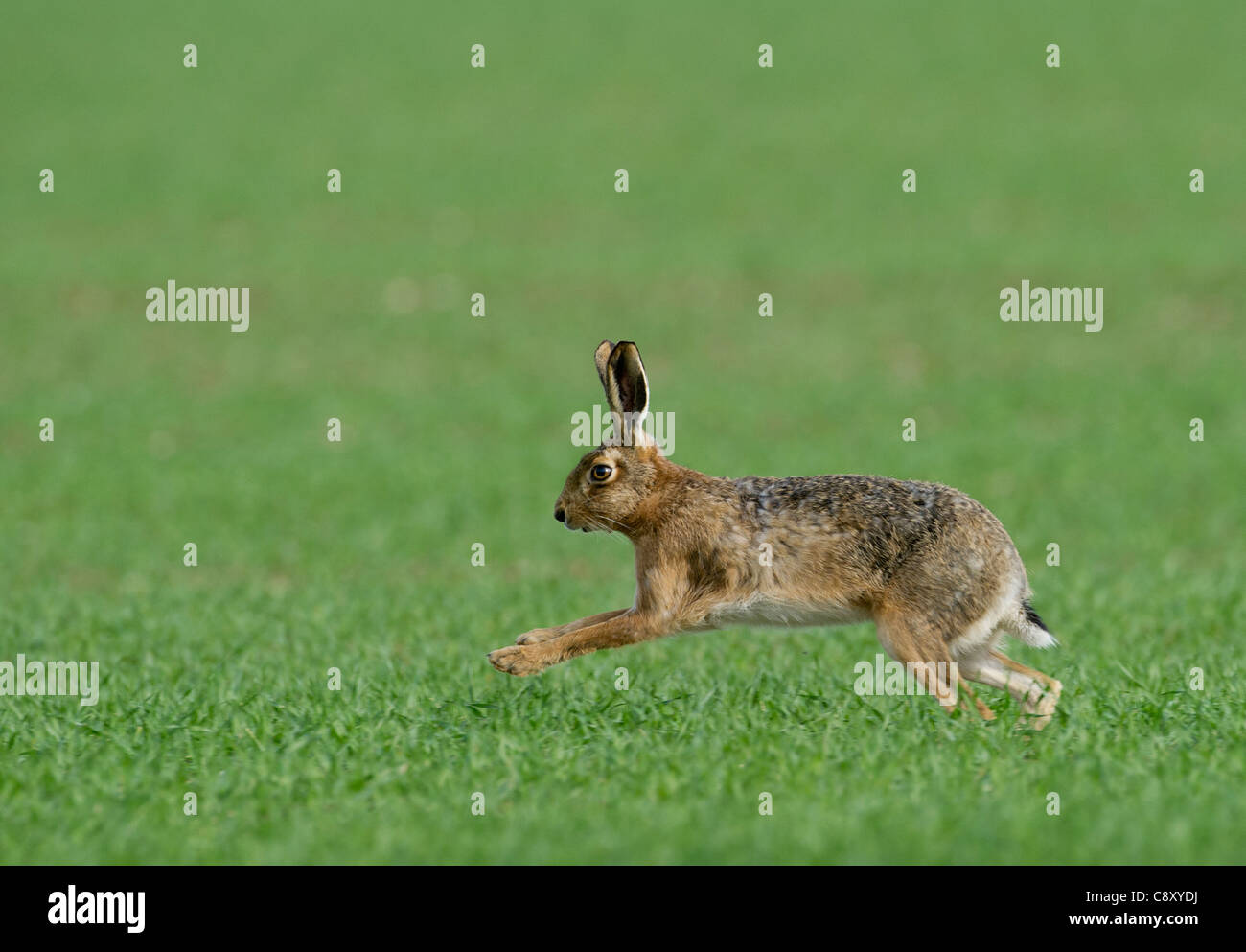 Lièvre brun Lepus europaeus sur champ de blé d'hiver Norfolk UK la fin de l'hiver Banque D'Images