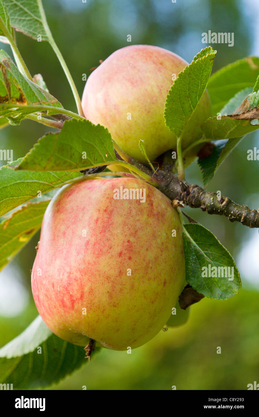 James Grieve eating apple tree in garden Banque D'Images