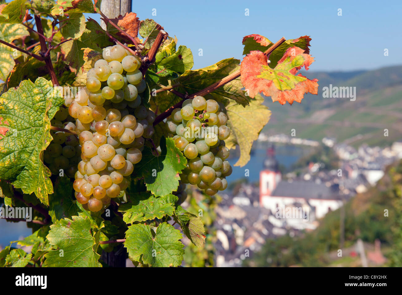 Raisins sur vignes en vignoble au-dessus de Zell village sur la rivière Mosel en Allemagne Banque D'Images