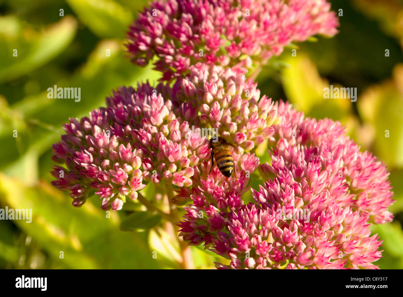 L'alimentation de l'abeille sur Sedum spectabile plant Banque D'Images