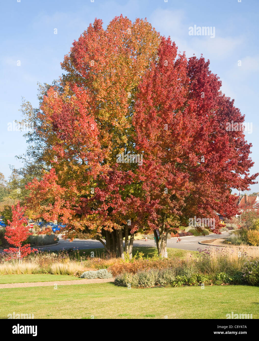 Liquidambar styraciflua copalme d'Amérique, la ou les feuilles en automne, redgum Banque D'Images