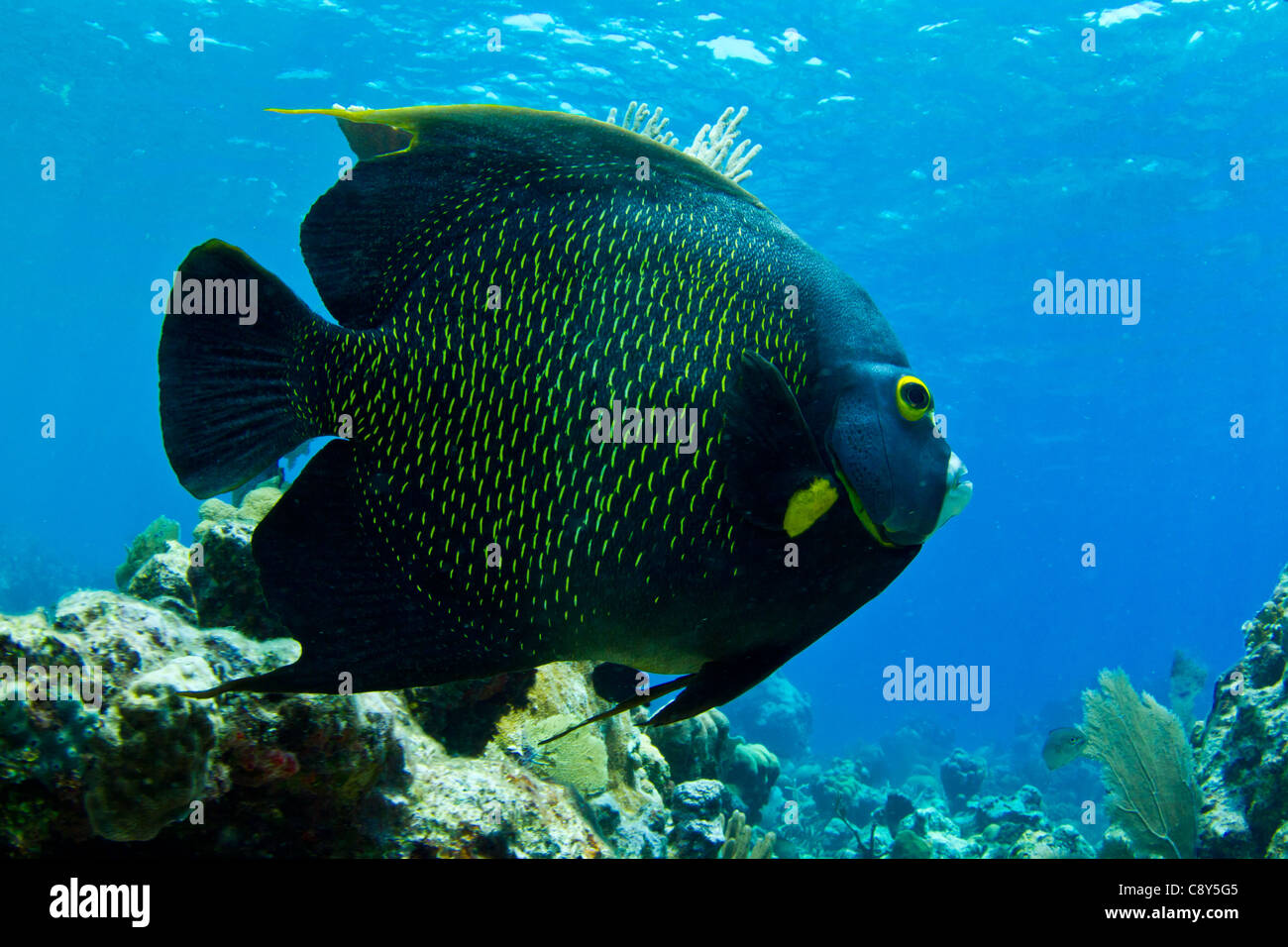 Un énorme poisson ange Caraïbes croisières en eaux peu profondes. Banque D'Images