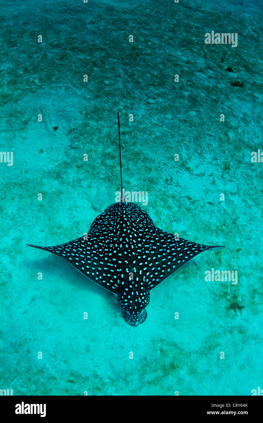 Un Caraïbes eagle ray rss de la lagune de sable. Banque D'Images