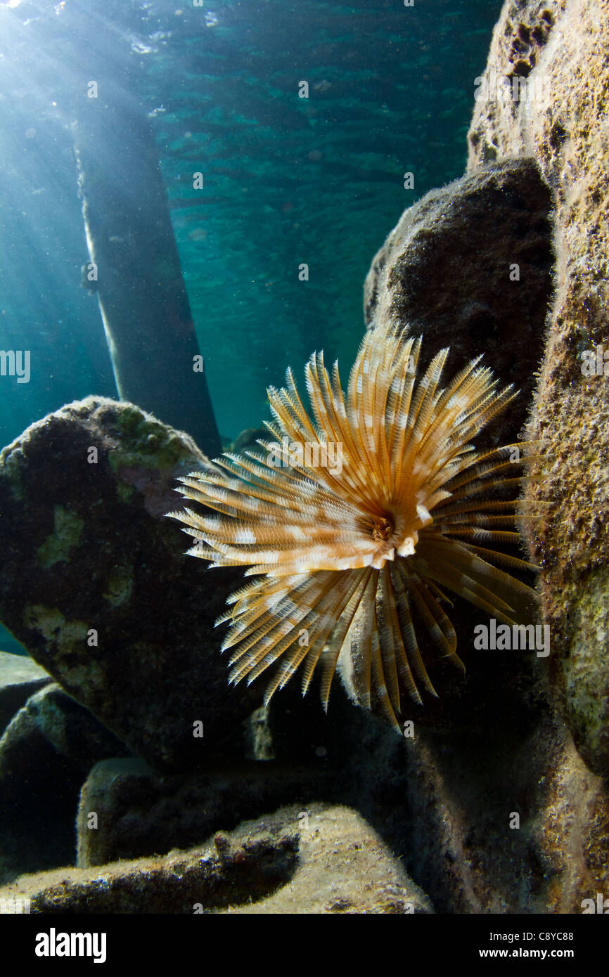 Un ver à tube dans les eaux chaudes peu profondes de la région des Caraïbes Banque D'Images