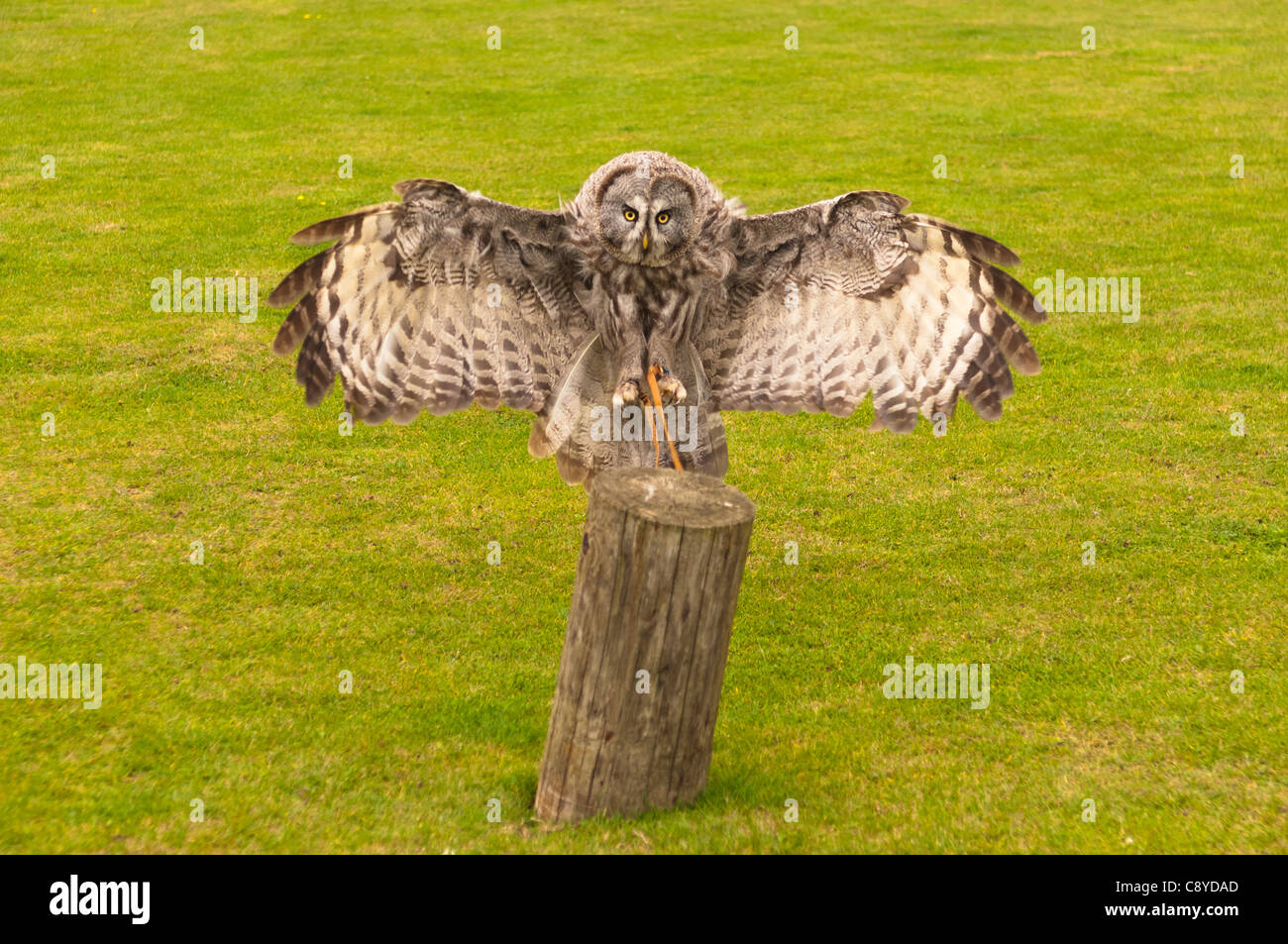 Une chouette lapone Laponie ou Owl Strix nebulosa , au refuge de l'Owl Suffolk Stonham granges de Suffolk , Angleterre , Royaume-Uni Banque D'Images