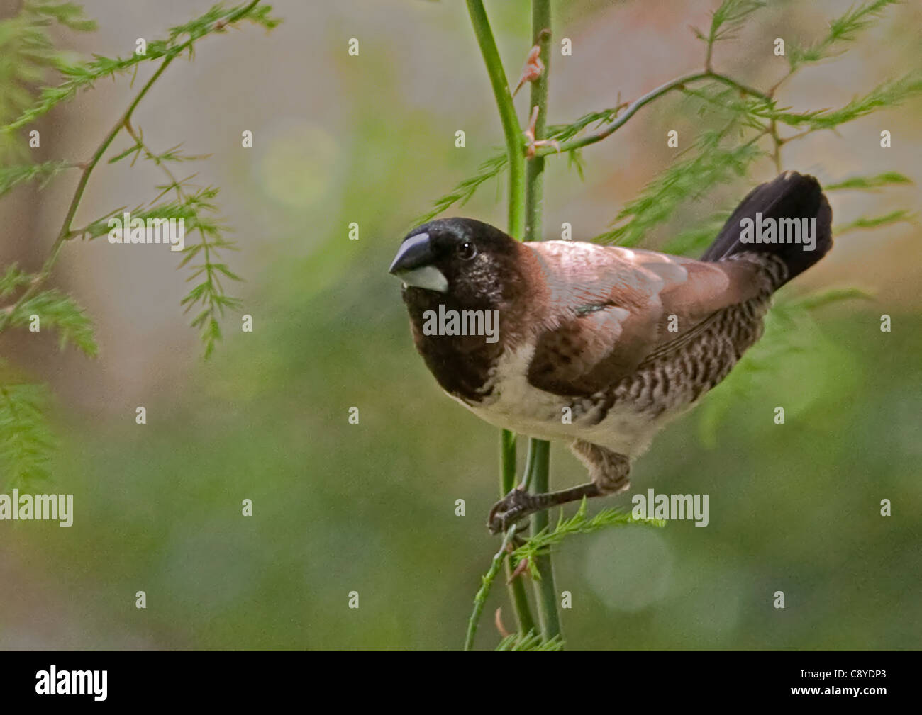 Bronze Mannikin Spermestes, cucullata, Afrique du Sud Banque D'Images