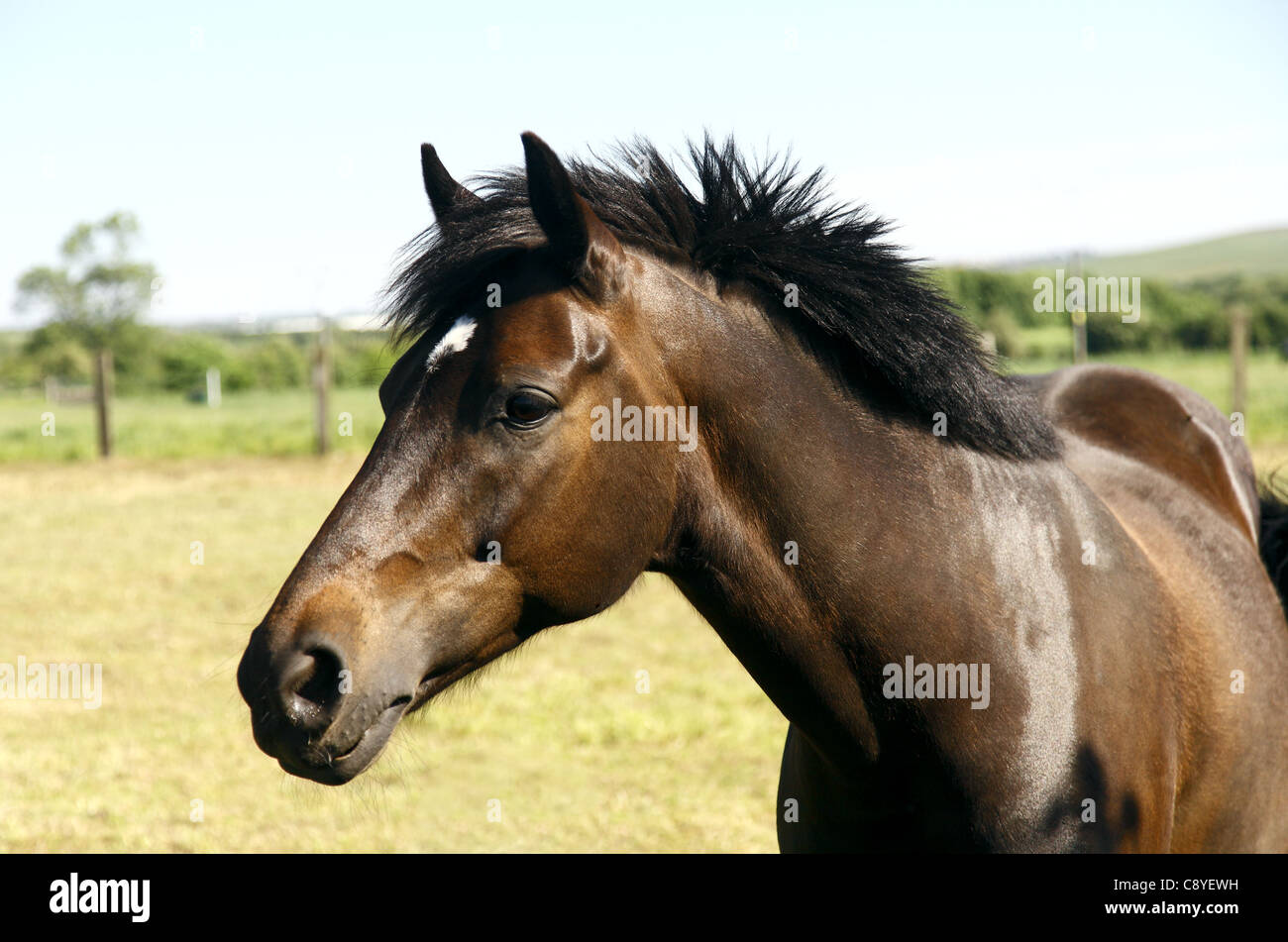 Horse Banque D'Images