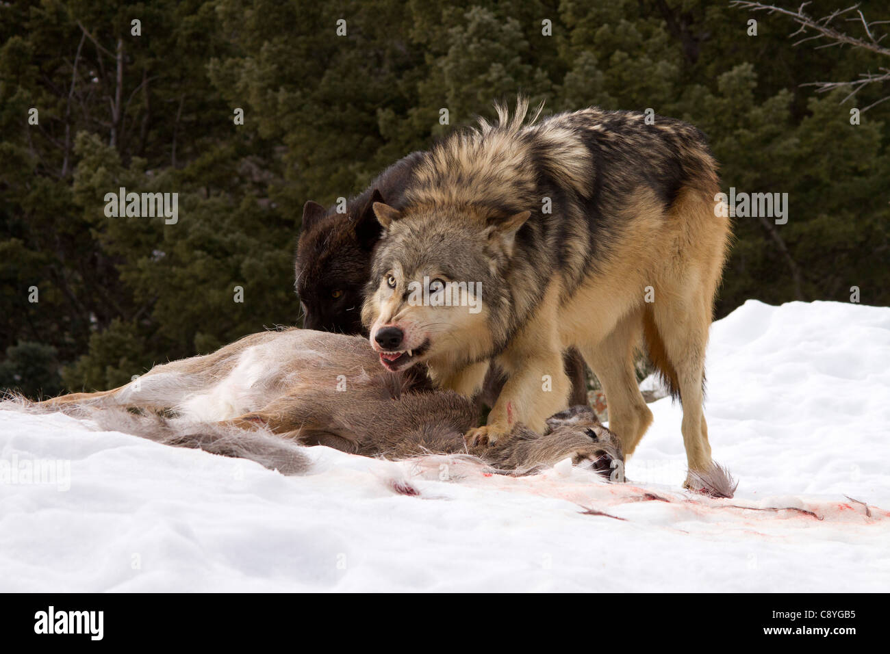 Gray Wolf, Canis lupus manger leur tuer Banque D'Images