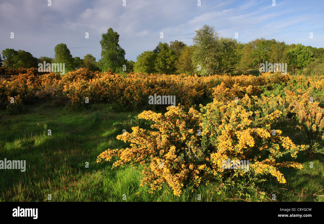 L'ajonc commun (Ulex europaeus) floraison et poussent à l'état sauvage sur la lande de Kinver Edge, Staffordshire, West Midlands, England, Banque D'Images