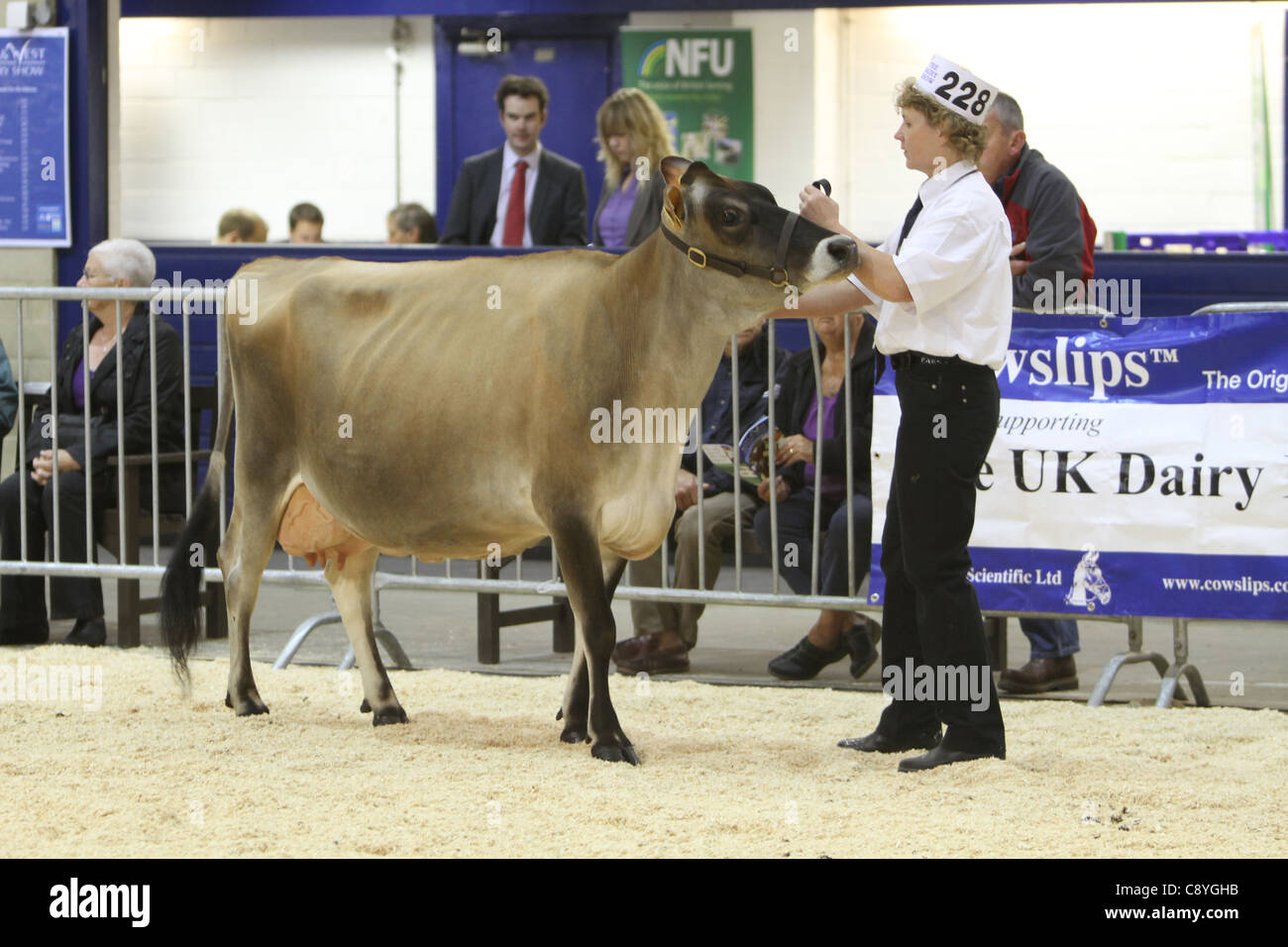 Vache Jersey Banque D'Images