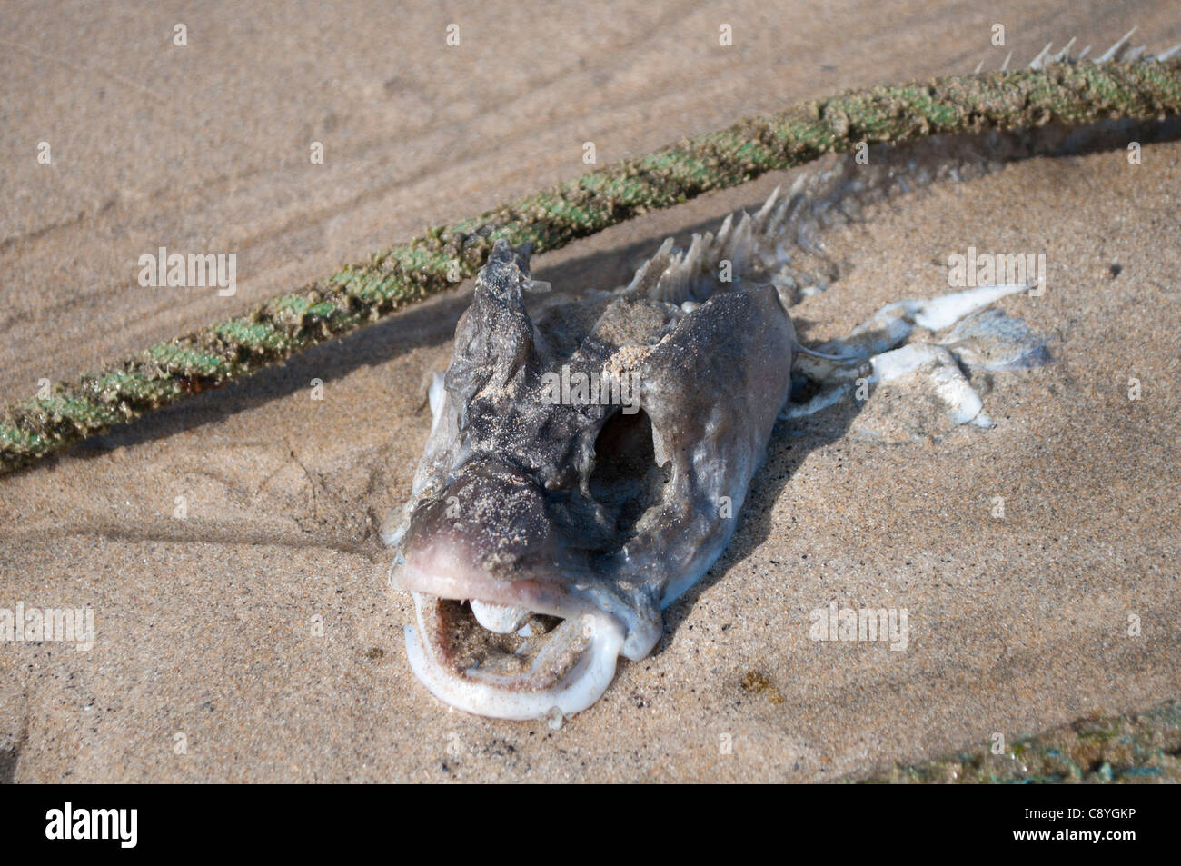 Des morceaux de poissons rejetées Banque D'Images