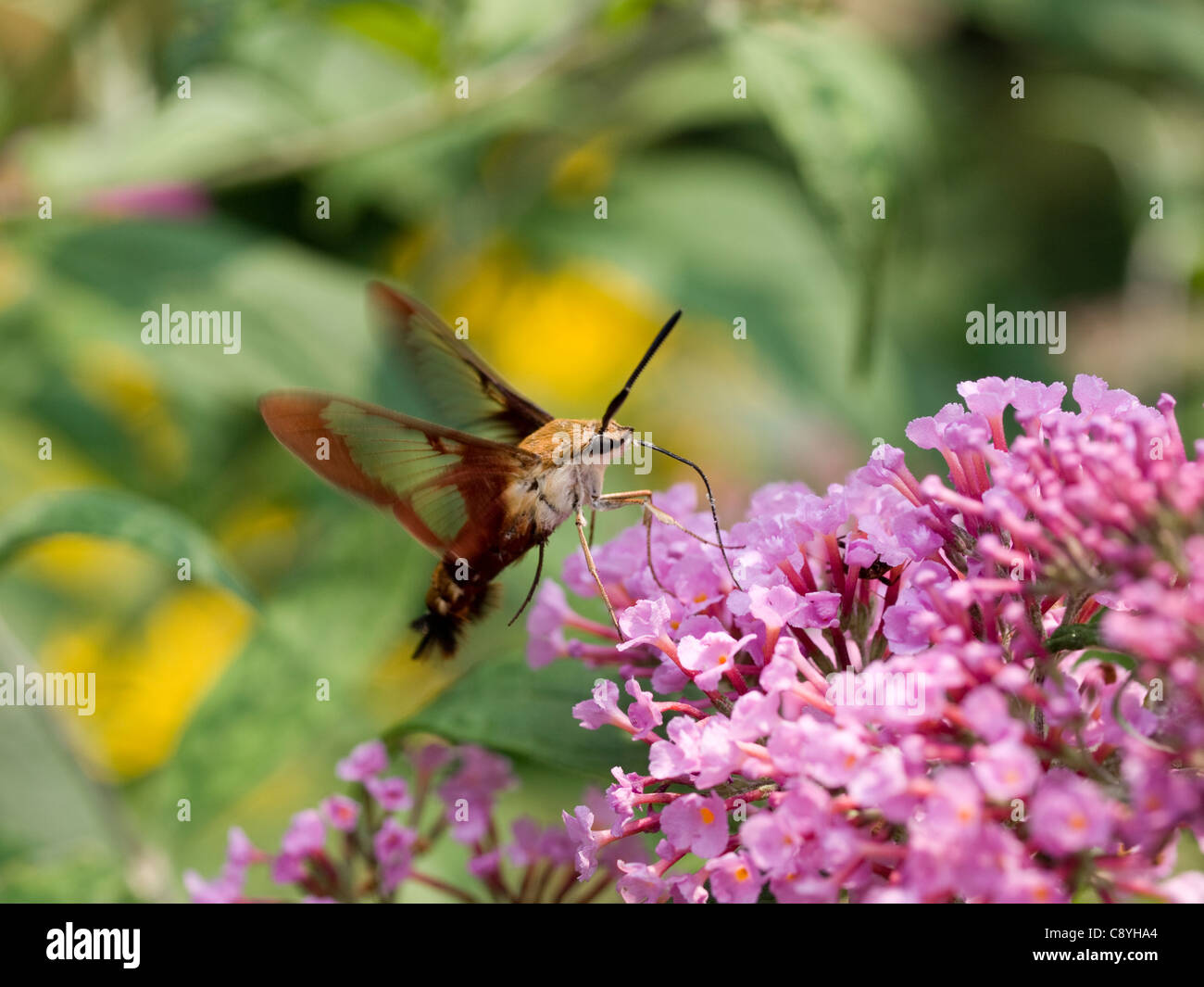 Sésie du colibri (Hemaris thysbe) Banque D'Images